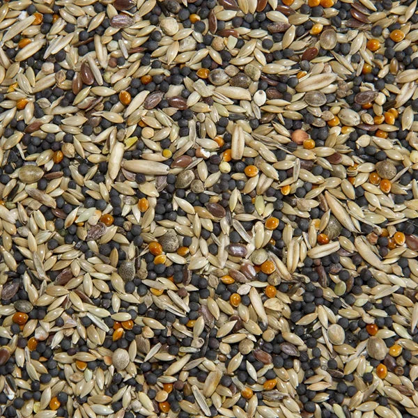 Finch