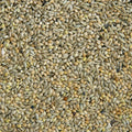 50/50 Mixed Budgie