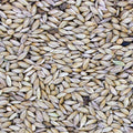 Plain Canary Seed