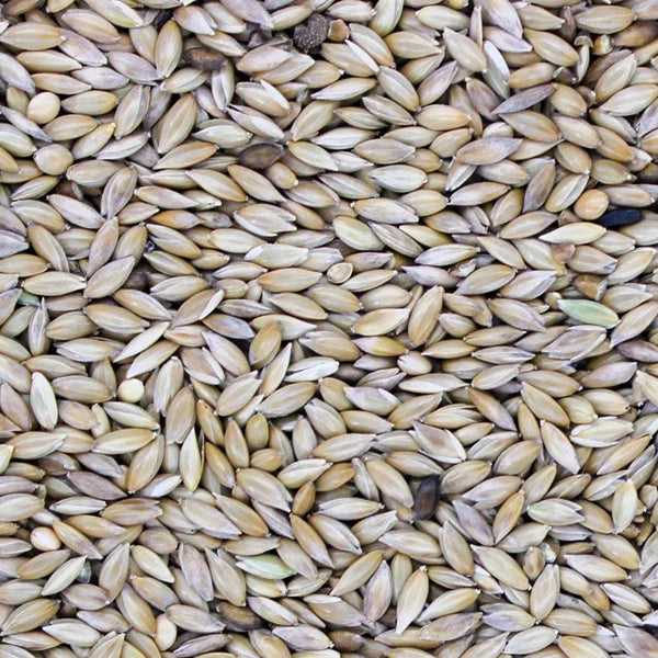 Plain Canary Seed