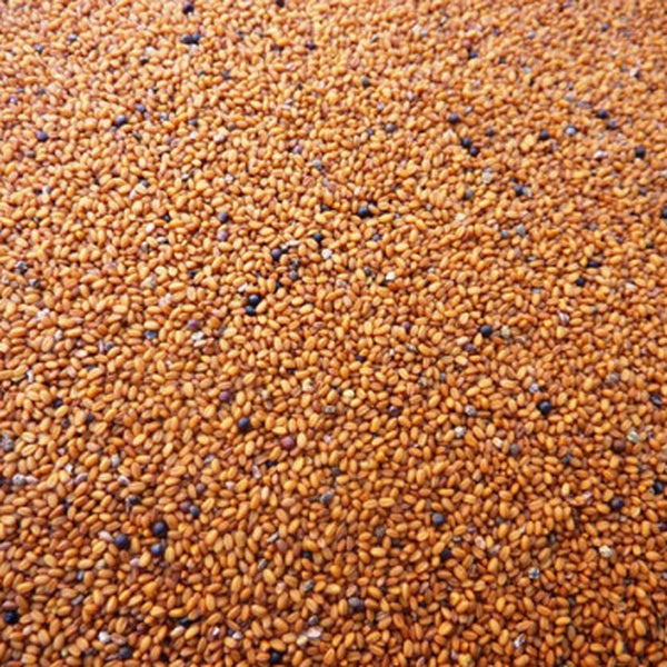 seed of pleasure