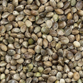 Hemp Seed