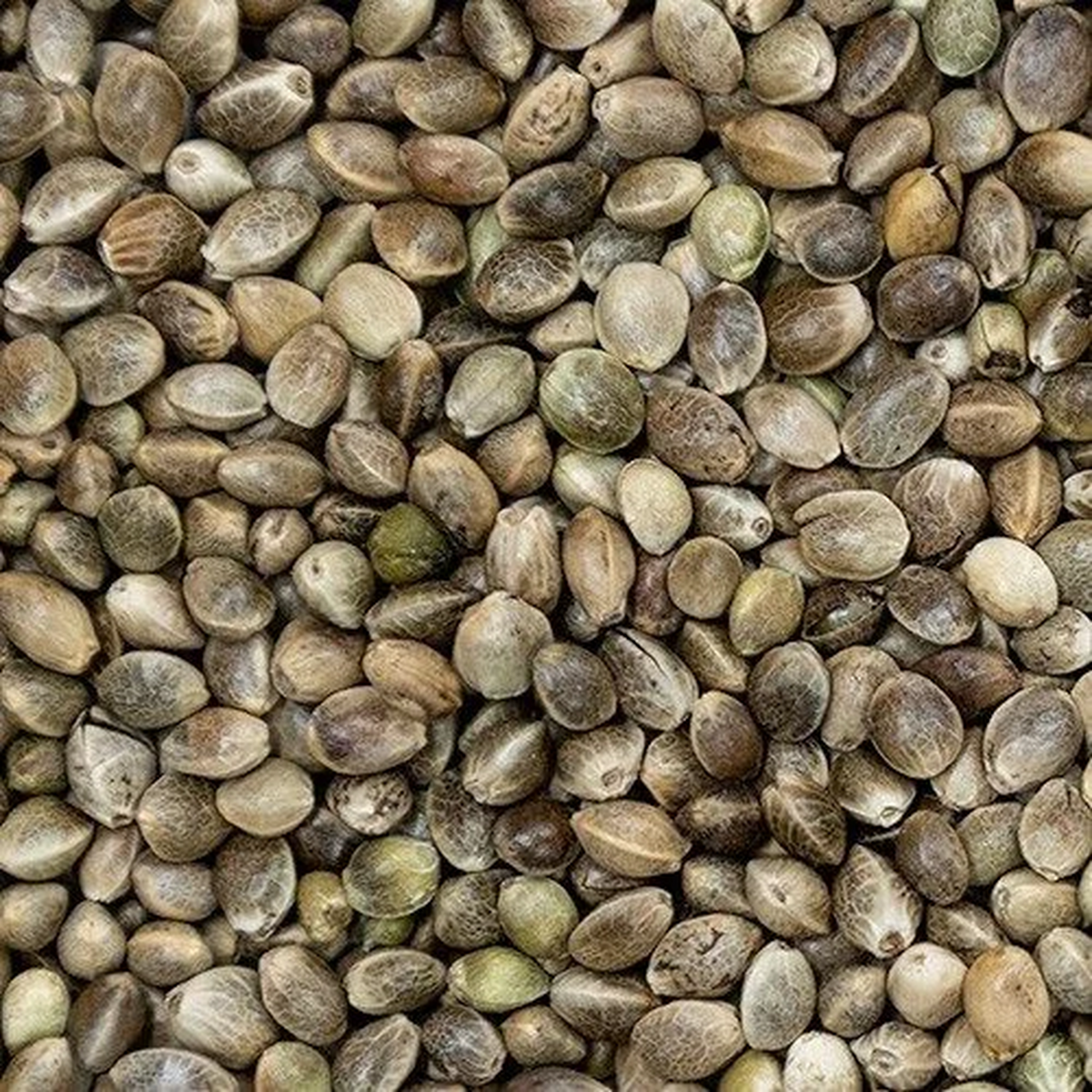 Hemp Seed