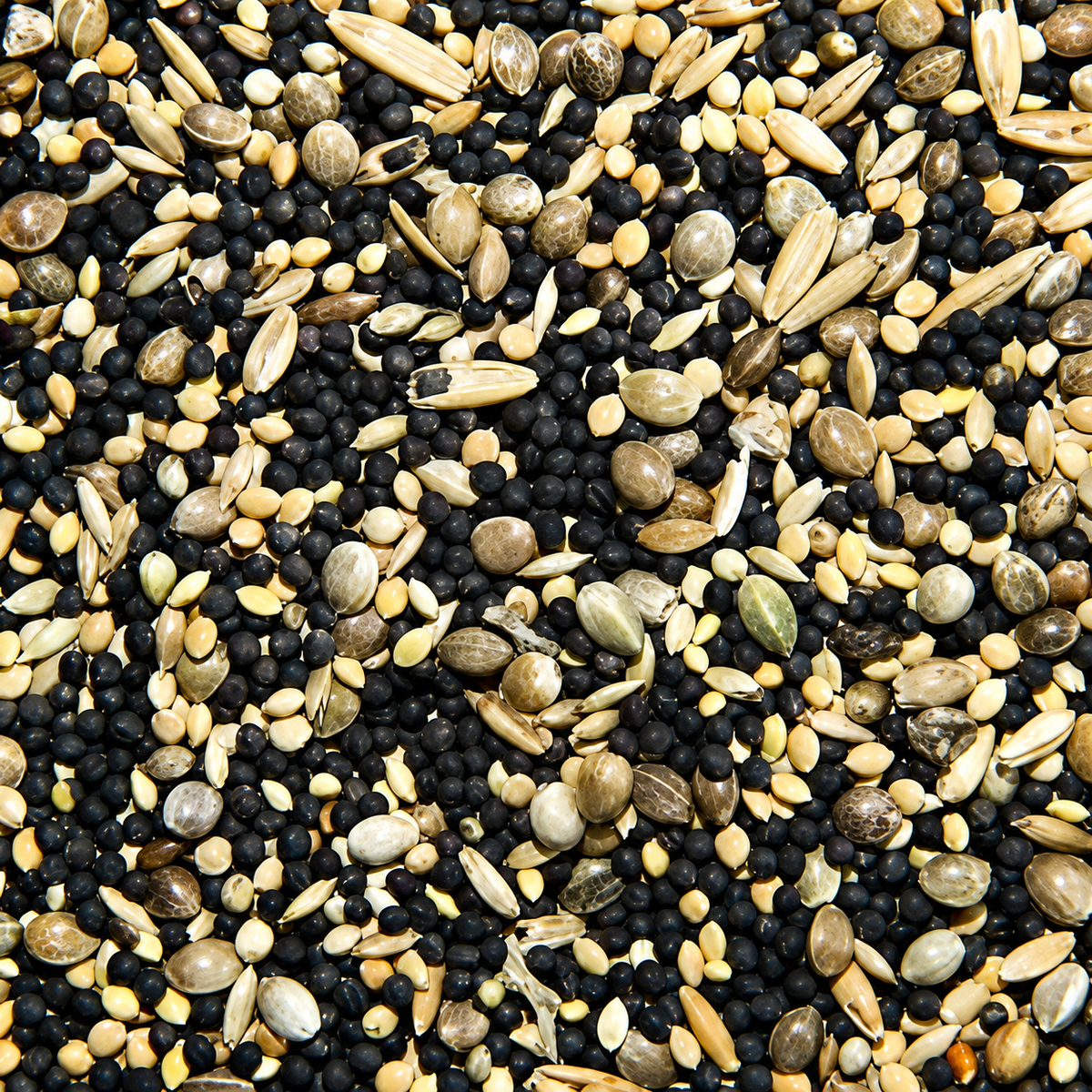 Seed For Soaking - Germination Seed